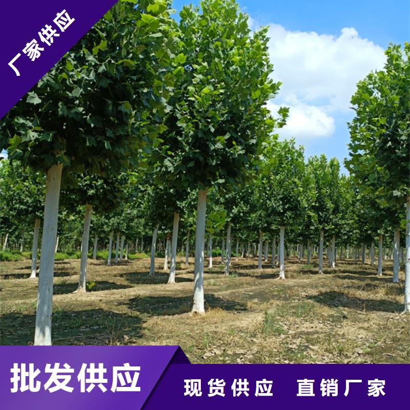 法桐金叶复叶槭工厂价格