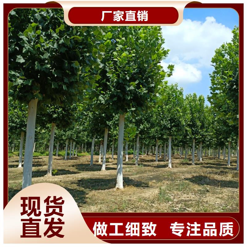 法桐金葉白蠟講信譽(yù)保質(zhì)量