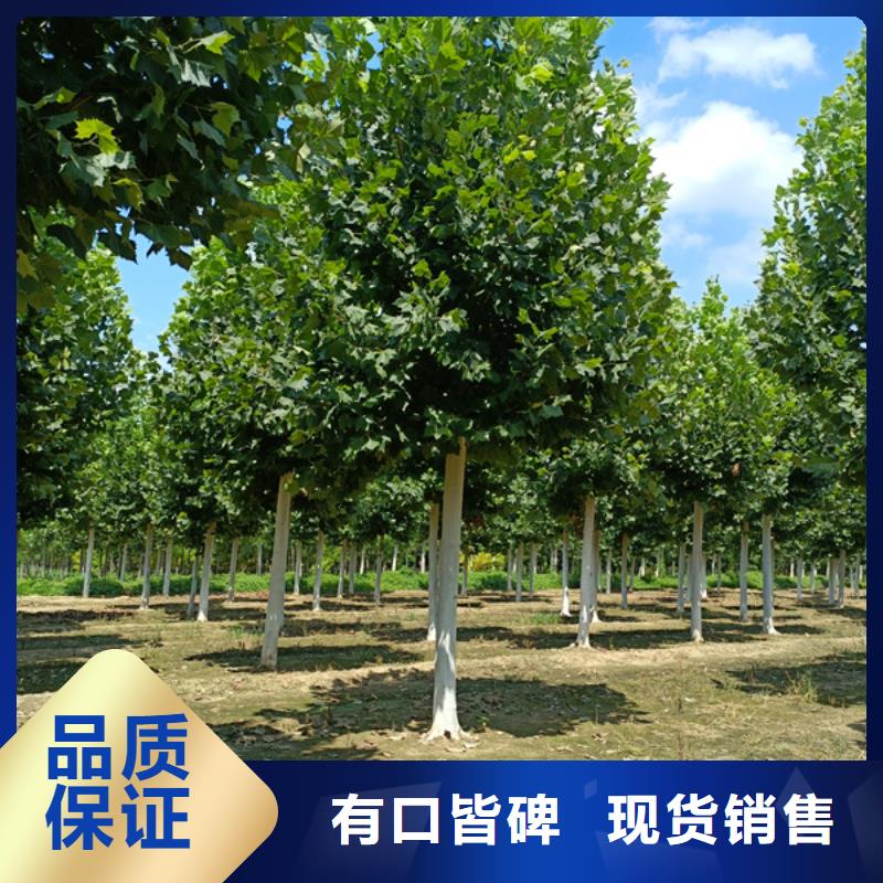 法桐價格暢銷全國法桐