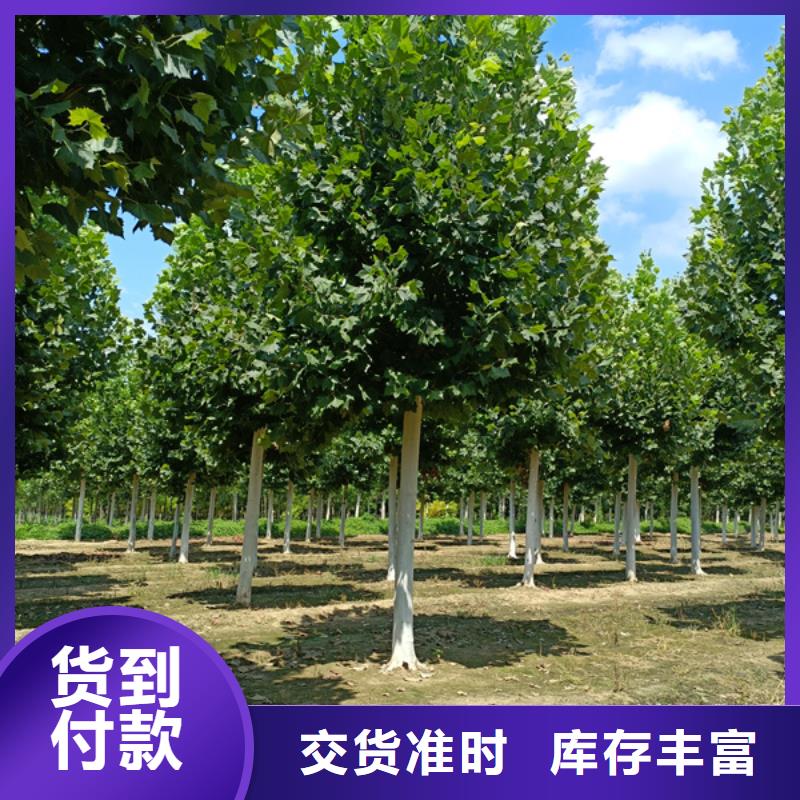 法桐-北京欒廠家工藝先進