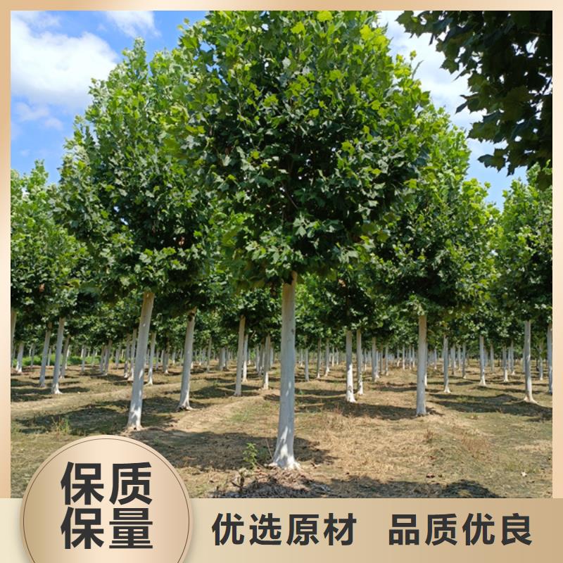 法桐_五角楓精工細(xì)作品質(zhì)優(yōu)良