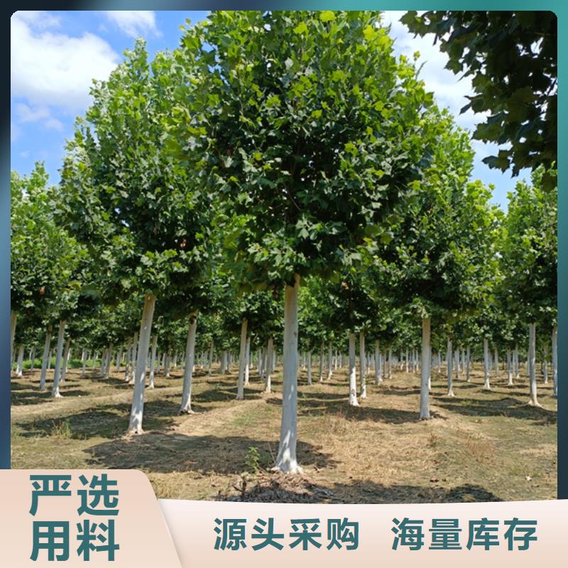 法桐金葉復(fù)葉槭質(zhì)量優(yōu)價(jià)格低