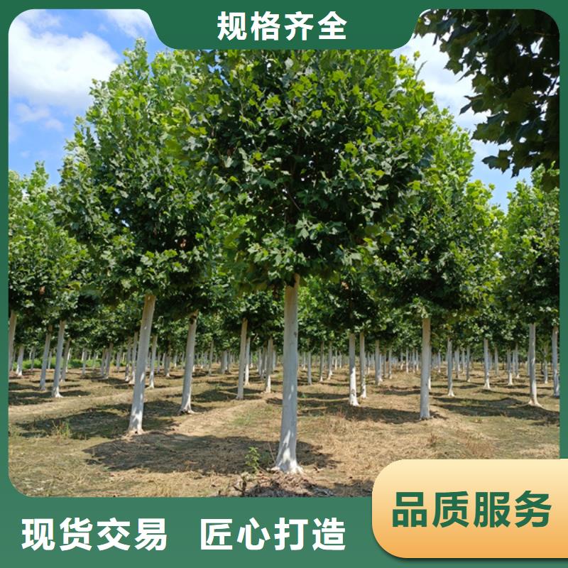  法桐用心制造