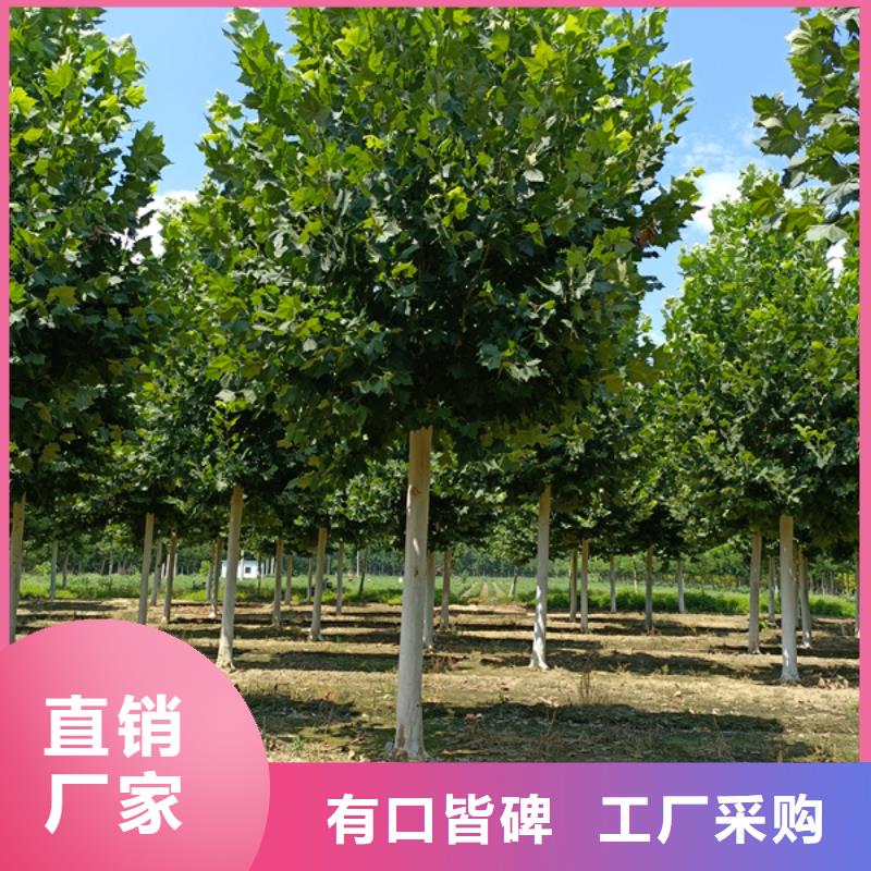 法桐金葉白蠟講信譽(yù)保質(zhì)量