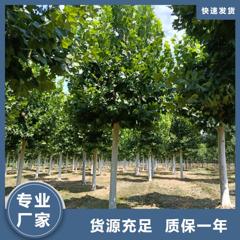  法桐為您精心挑選