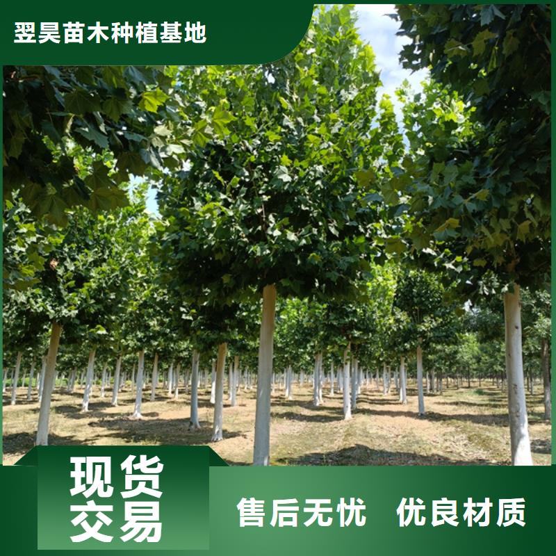 法桐炫麗海棠源頭廠家