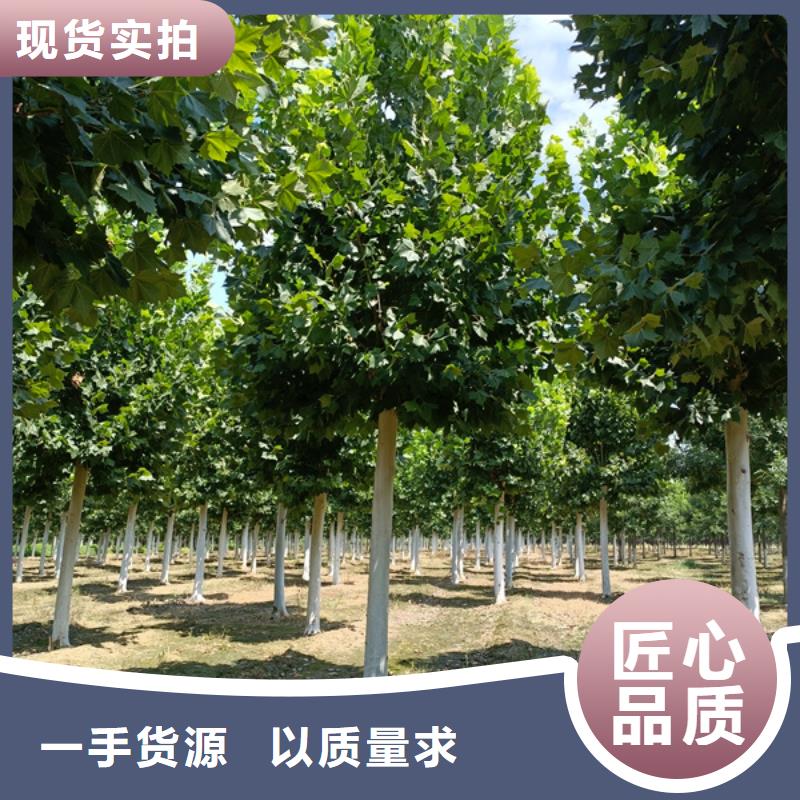 法桐-北京欒廠家工藝先進