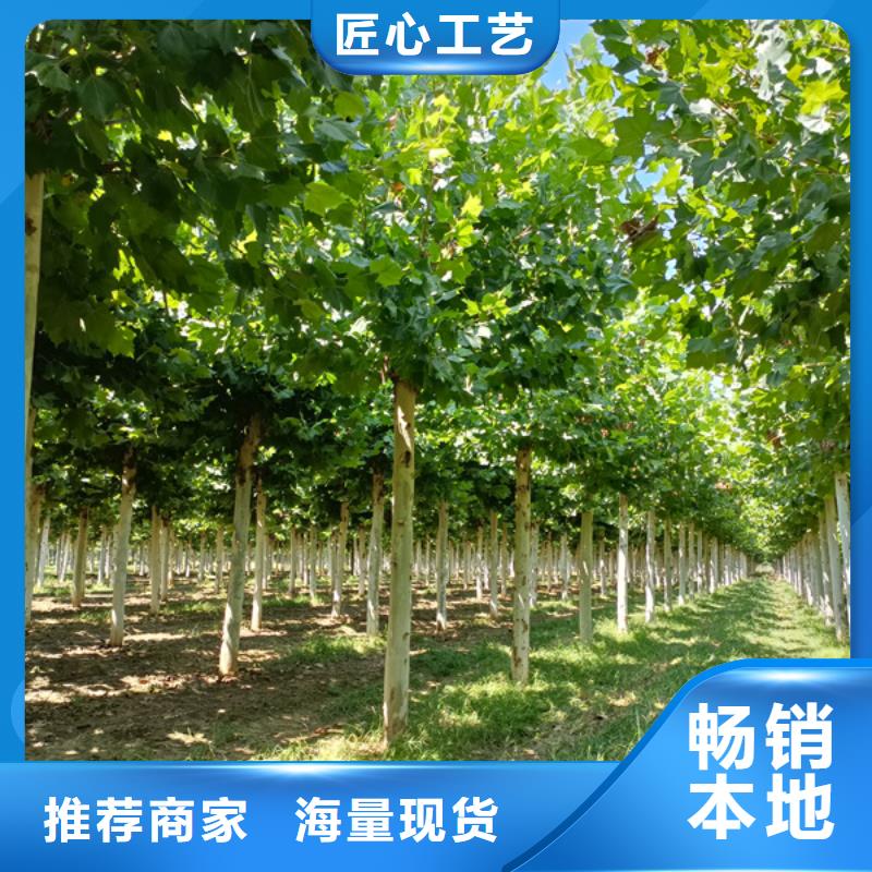 法桐国槐拒绝伪劣产品
