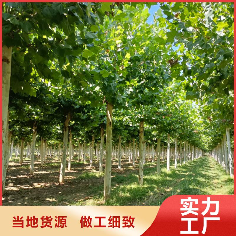 法桐_西府海棠多年行业经验