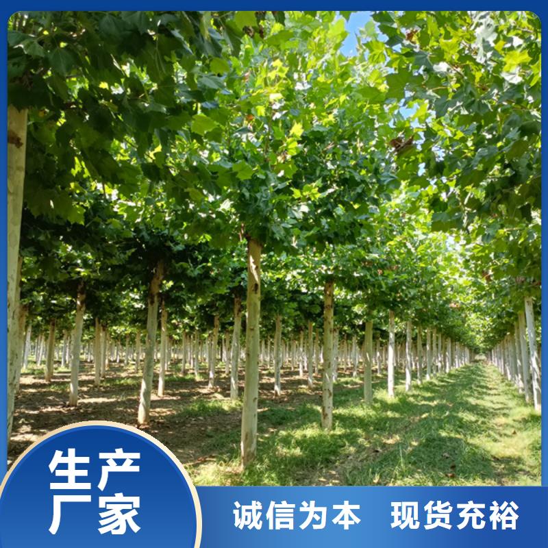 法桐白蠟交貨準(zhǔn)時(shí)