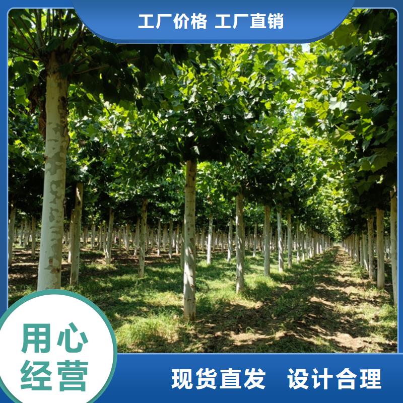法桐黄金槐厂家直营