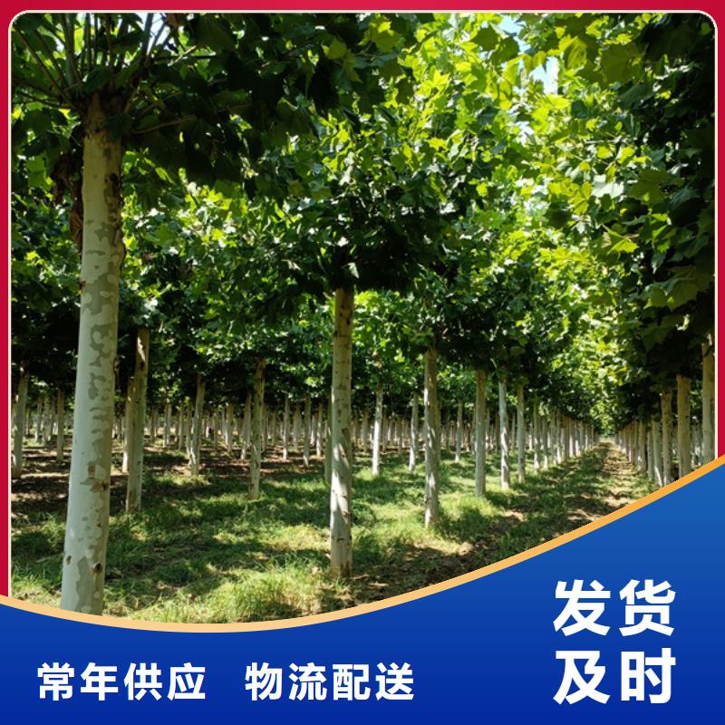 法桐-五角楓廠家直銷貨源充足