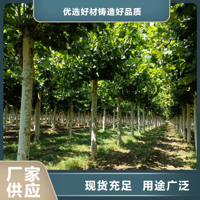 法桐 金葉白蠟貨源直供