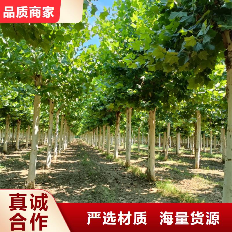 法桐金葉復(fù)葉槭質(zhì)量優(yōu)價(jià)格低
