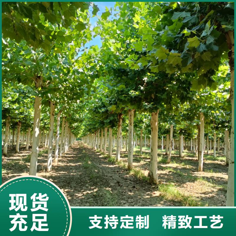 【法桐白蠟專注細(xì)節(jié)專注品質(zhì)】