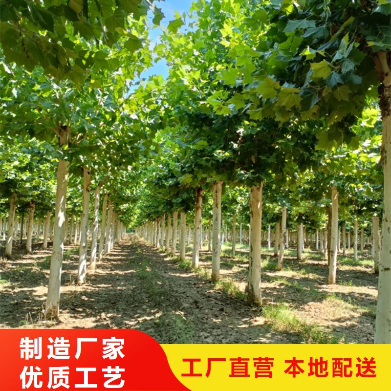 法桐-美国红枫一站式采购商家