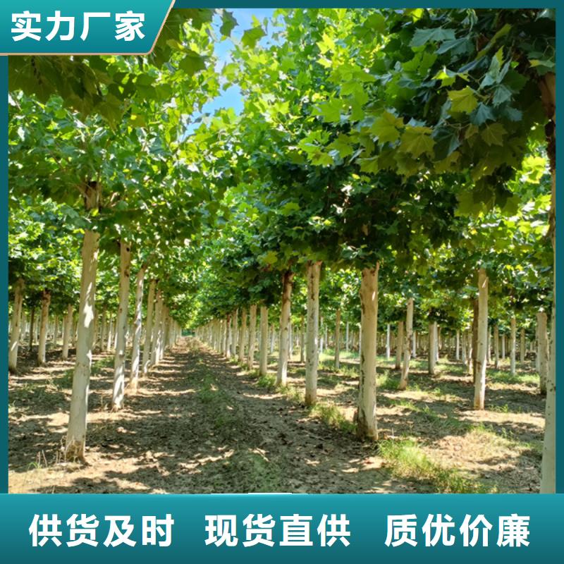 法桐金叶白蜡厂家