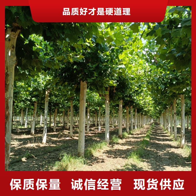 法桐黃金槐客戶信賴的廠家