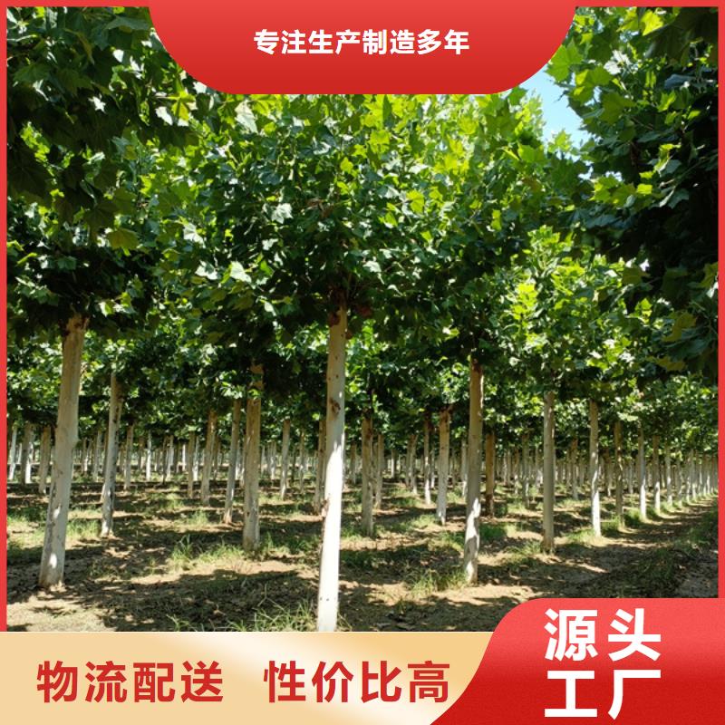法桐國槐檢驗(yàn)發(fā)貨