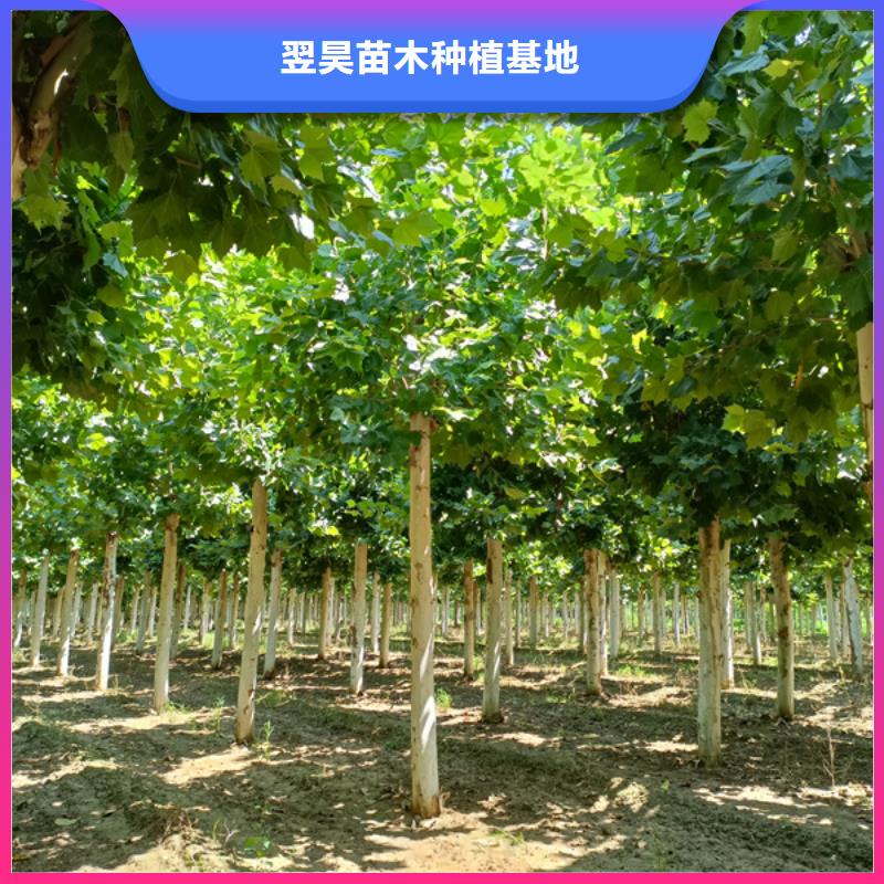 法桐美国红枫实力见证