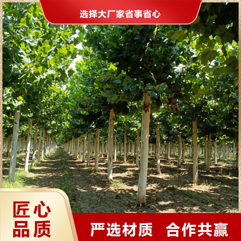 法桐_金叶白蜡诚信为本