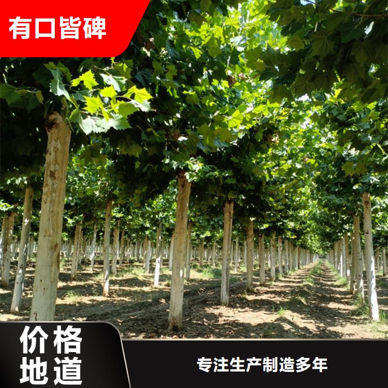 法桐金葉白蠟廠家