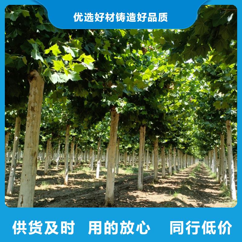 法桐五角枫甄选好物