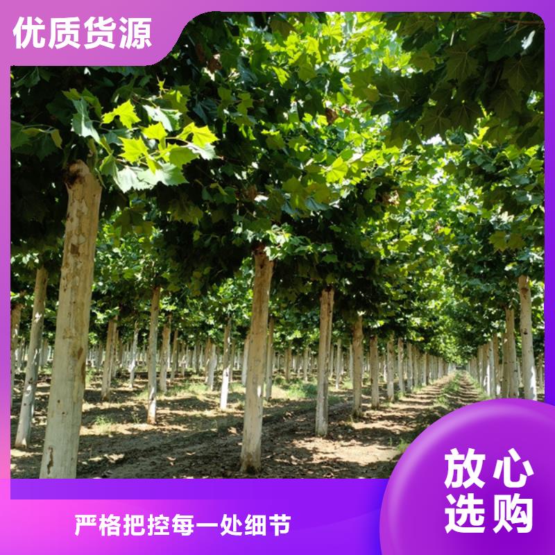 法桐-美国红枫一站式采购商家