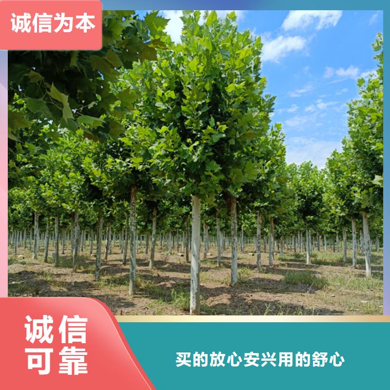 法桐炫麗海棠源頭廠家
