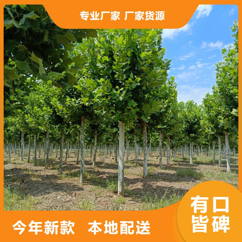 法桐西府海棠銷售的是誠信