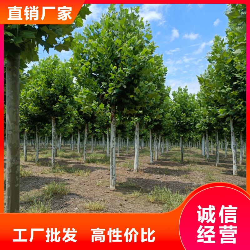 法桐-北京欒質(zhì)量安心
