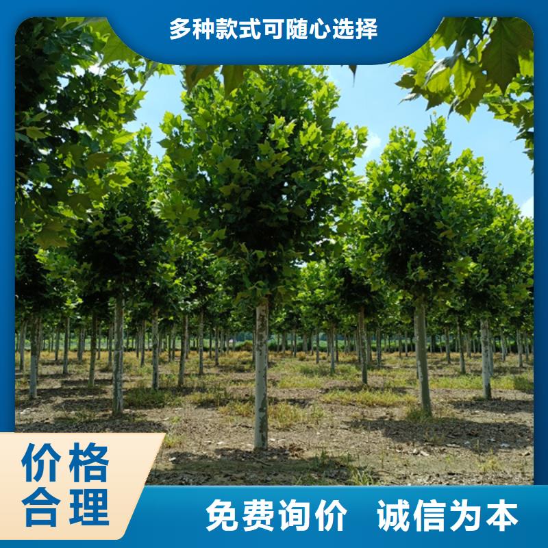 法桐-北京欒廠家工藝先進