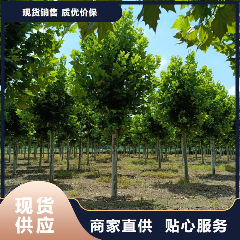 法桐金葉復(fù)葉槭實(shí)力廠家