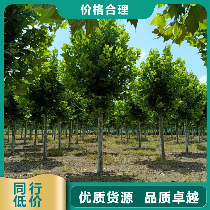 白蜡视频-白蜡|辽宁省阜新市|彰武|清河门|铁岭|大连|鞍山|盘锦|营口