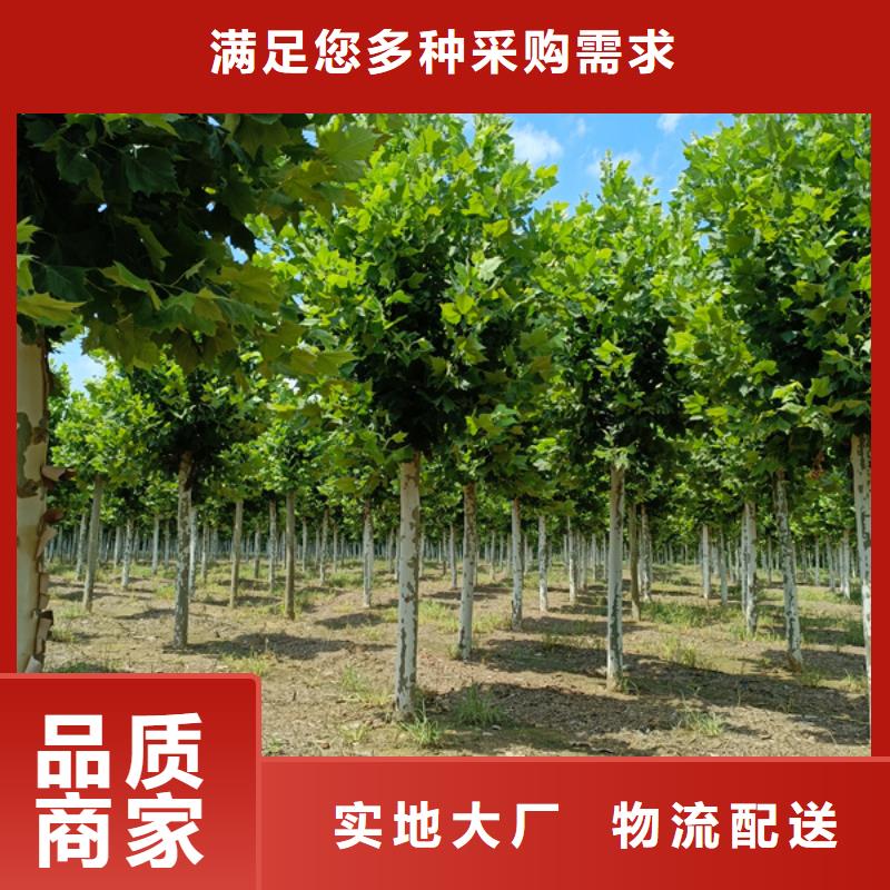 法桐_西府海棠多年行業(yè)經(jīng)驗(yàn)