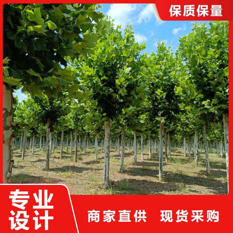  法桐多種規(guī)格可選