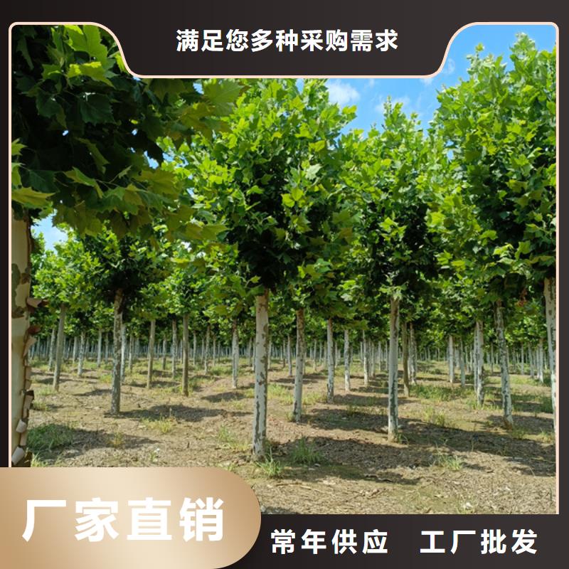 法桐西府海棠源头工厂量大优惠