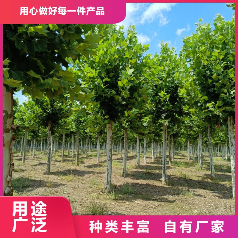 法桐國槐檢驗(yàn)發(fā)貨
