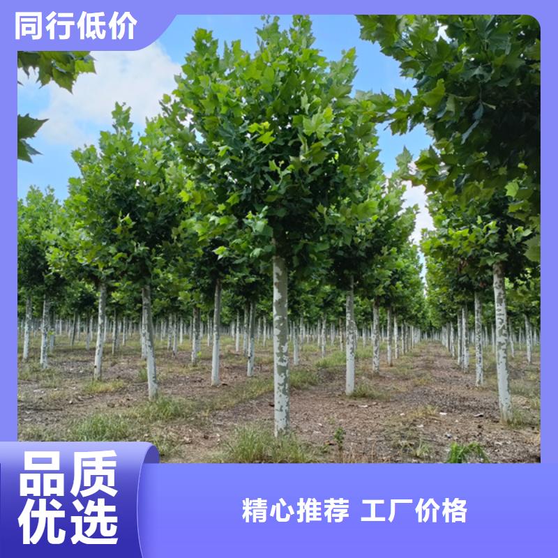 法桐 黃金槐滿足您多種采購(gòu)需求