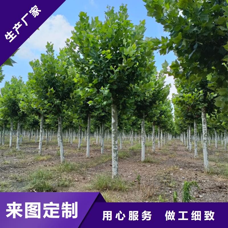 法桐黄金槐厂家直营