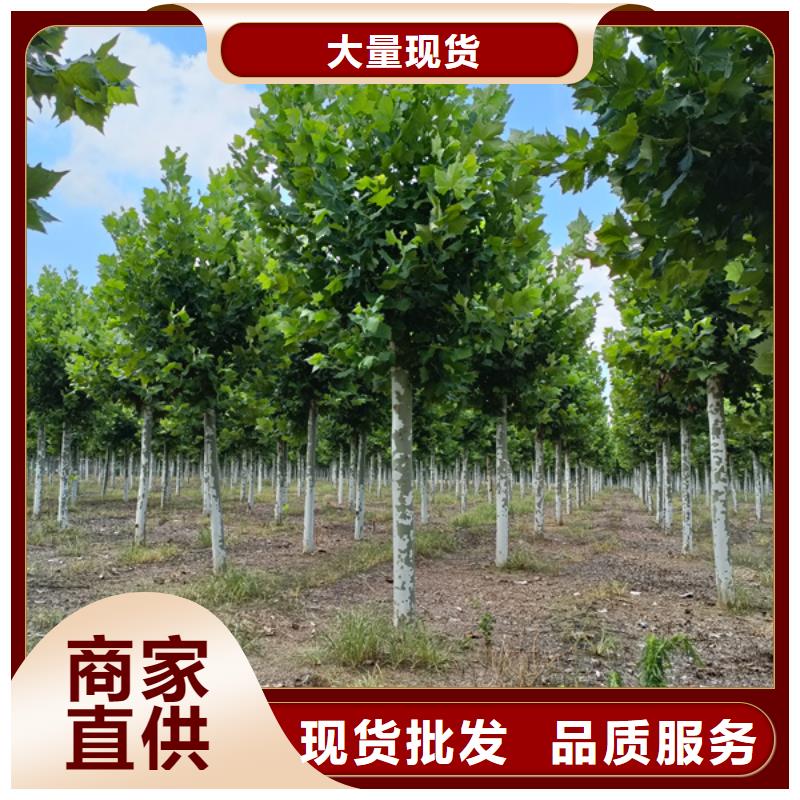 法桐,金葉復(fù)葉槭品種全