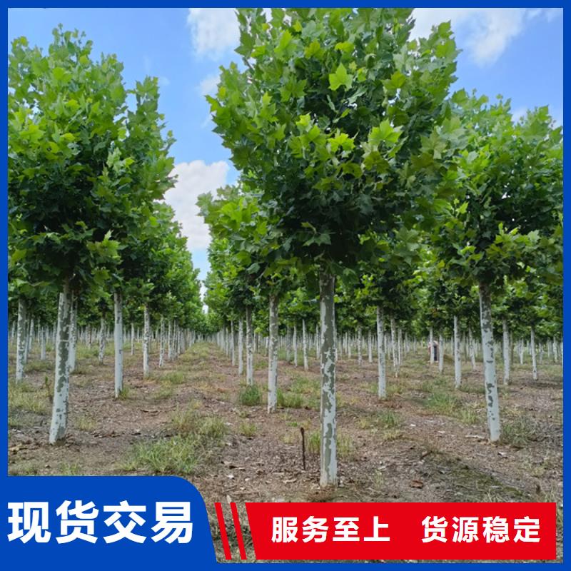 法桐金葉白蠟講信譽(yù)保質(zhì)量