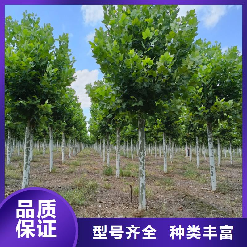 法桐 金叶白蜡货源直供
