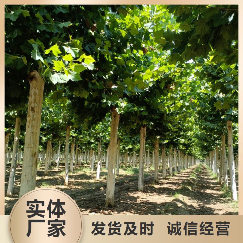 法桐,【白蠟】大廠家實(shí)力看得見(jiàn)