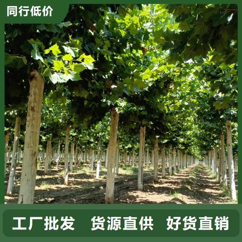 法桐原生冠法桐多家仓库发货