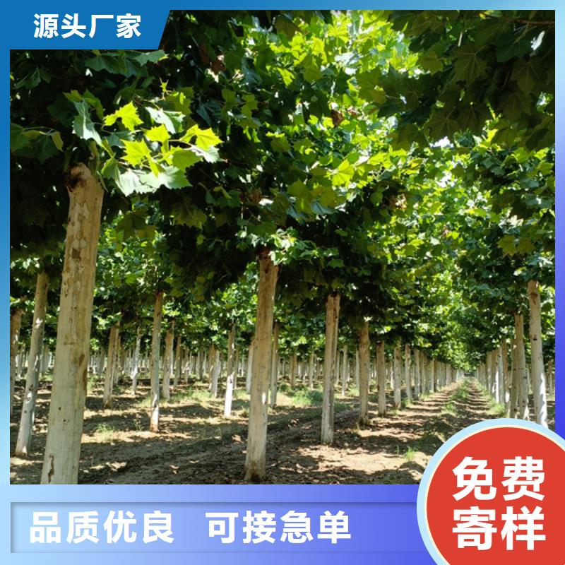 法桐 金叶复叶槭价格实惠