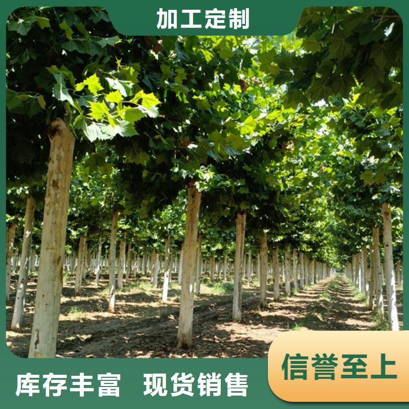 法桐金葉復(fù)葉槭質(zhì)量優(yōu)價格低