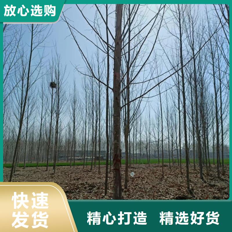 法桐,國槐支持大小批量采購