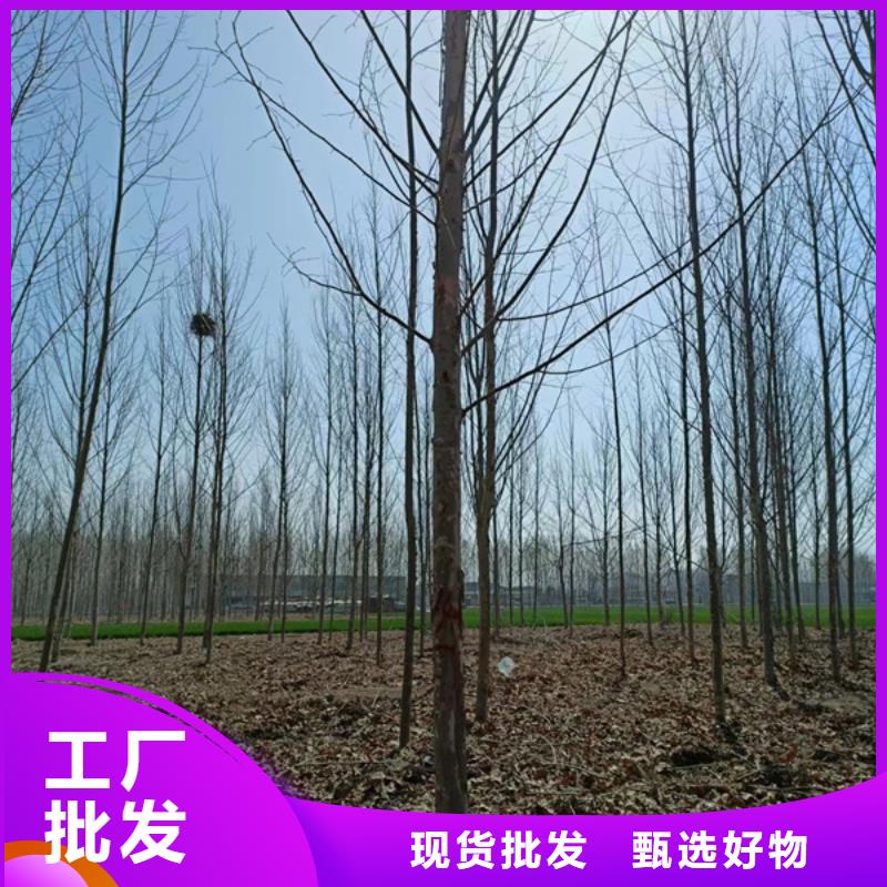 法桐原生冠法桐優(yōu)勢
