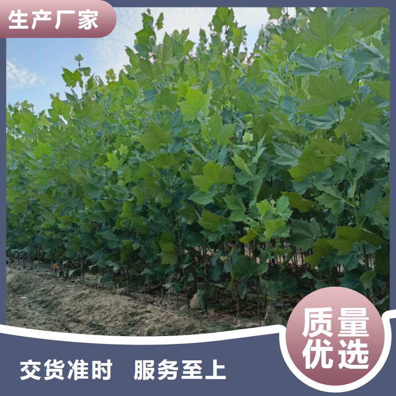 法桐_截杆发帽自有厂家